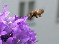 Blattschneiderbiene [Megachile willughbiella] 02